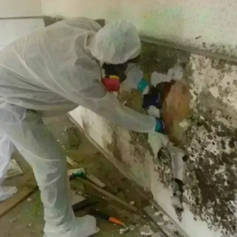 Mold Remediation and Removal in Lake Shore, MN